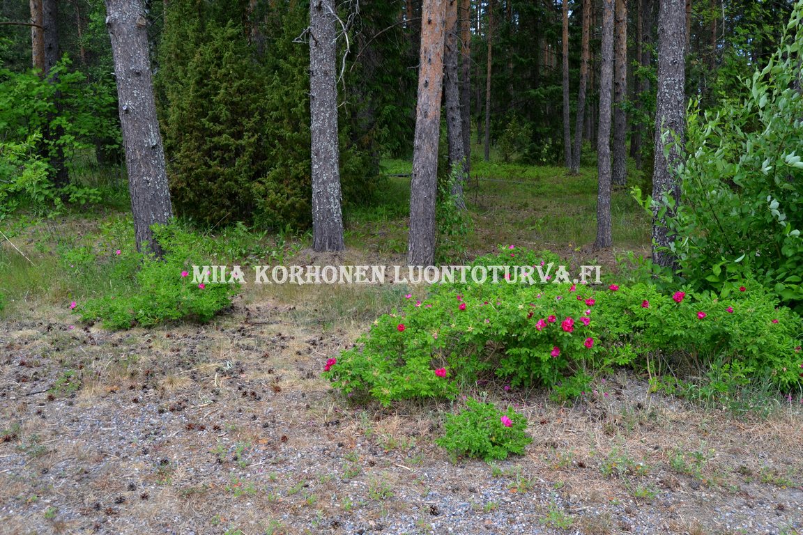 0630_kurtturuusu_leviaa_metsaisillakin_alueilla_Miia_Korhonen_Luontoturva.fi.JPG