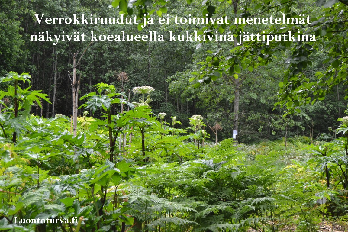2015_jattiputkien_koealueella_2015_Luontoturva.fi.JPG