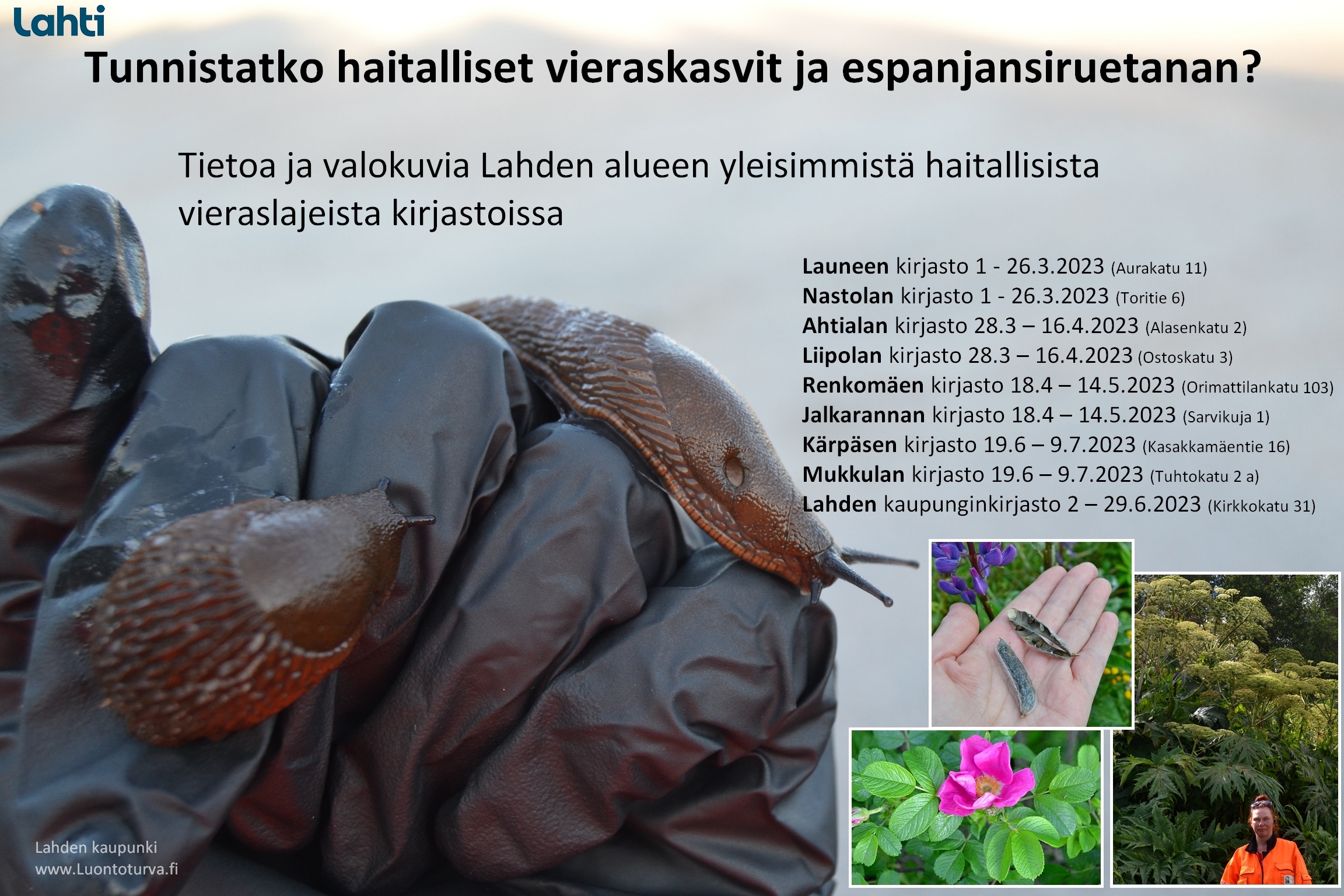 2023_Lahden_kirjastoissa_haitalliset_vieraskasvit_www.luontoturva.fi.JPG