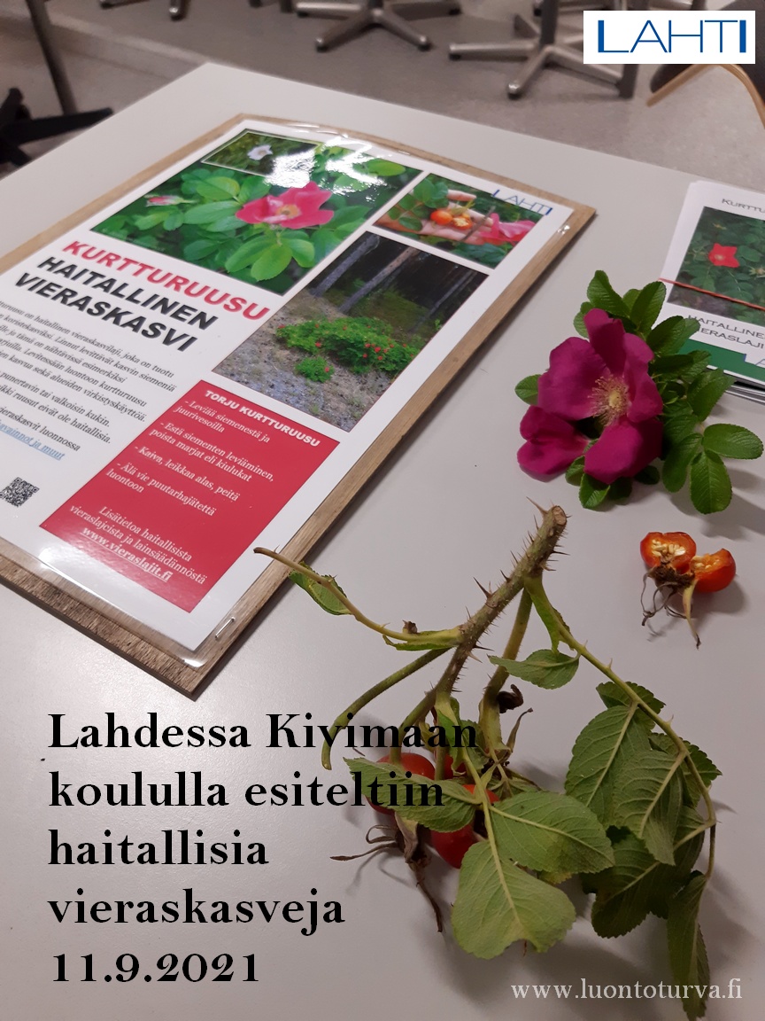 Lahdessa_Kivimaan_koululla_esiteltiin_haitallisia_vieraskasveja_www.luontoturva.fi.jpg