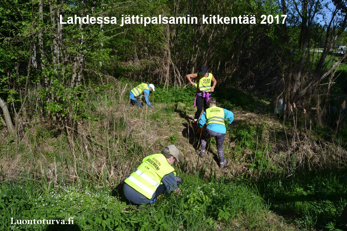 Lahdessa_jattipalsamin_kitkentaa_2017_Luontoturva.fi.JPG