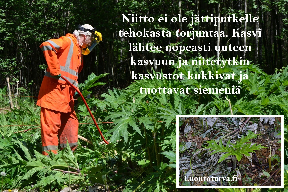 Niitto_ei_ole_jattiputkelle_tehokasta_torjuntaa_Luontoturva.fi.JPG