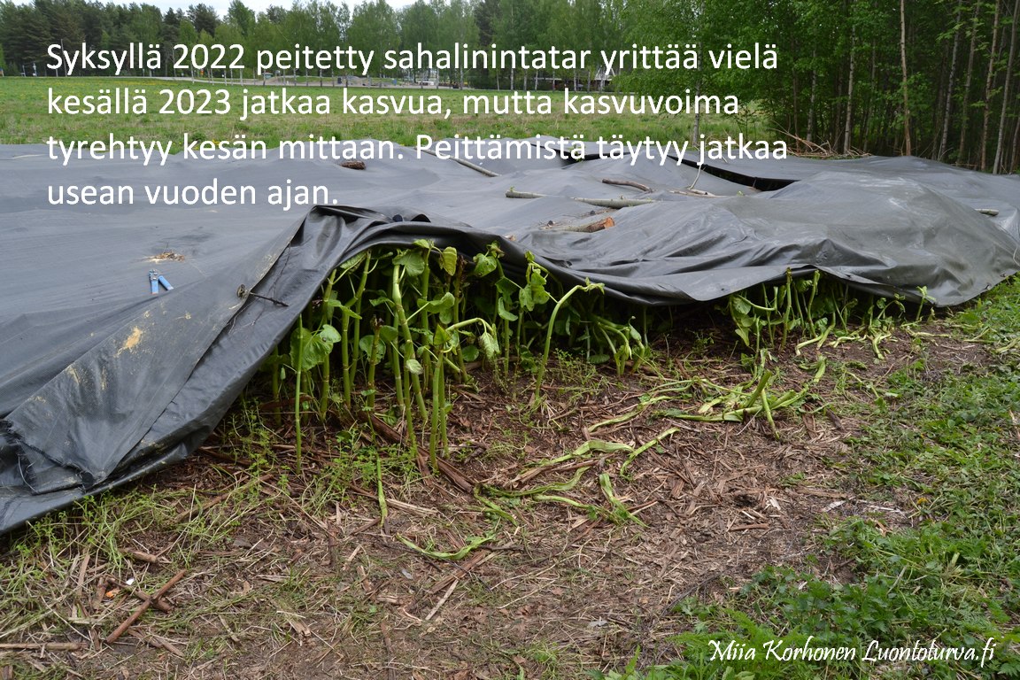 Sahalinintatar_peittaminen_Miia_Korhonen_Luontoturva.fi.JPG