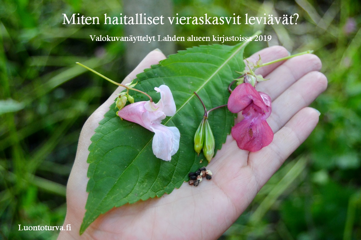 Tiedotusta_haitallisista_vieraskasveista_Lahden_kirjastoissa_Luontoturva.fi.JPG