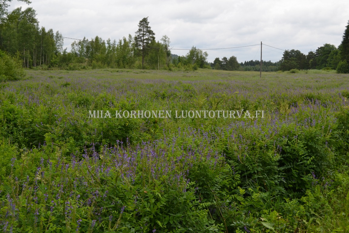 0151_rehuvuohenherne_voi_levita_luontoon_Miia_Korhonen_Luontoturva.fi.JPG