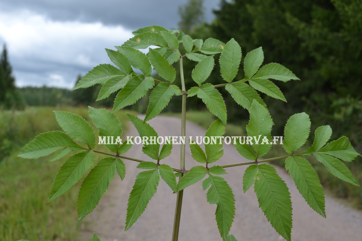 0606_karhunputken_lehti_Miia_Korhonen_Luontoturva.fi.JPG