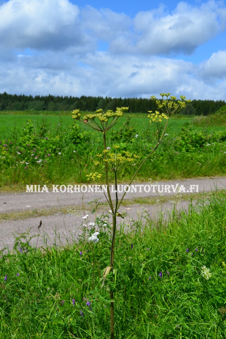 0650_idanukonputki_on_yleinen_putkilokasvi_luonnossa_Miia_Korhonen_Luontoturva.fi.JPG