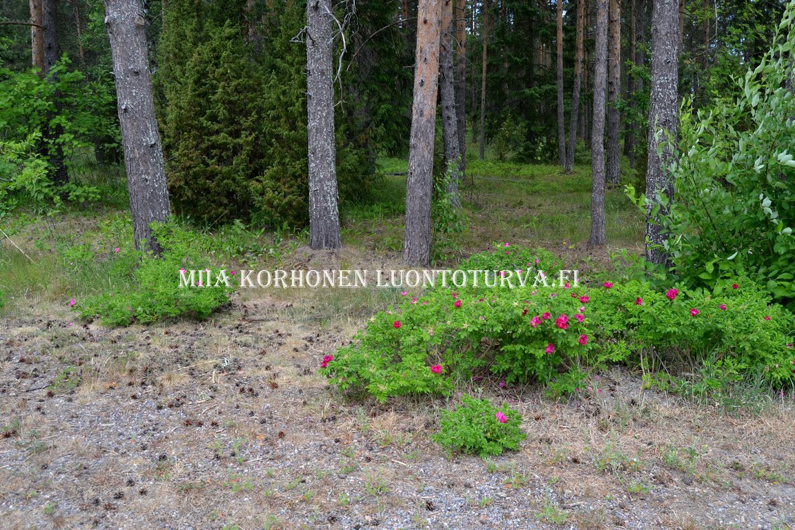 0808_kurtturuusu_voi_levita_uusille_alueille_lintujen_mukana_Miia_Korhonen_Luontoturva.fi.JPG