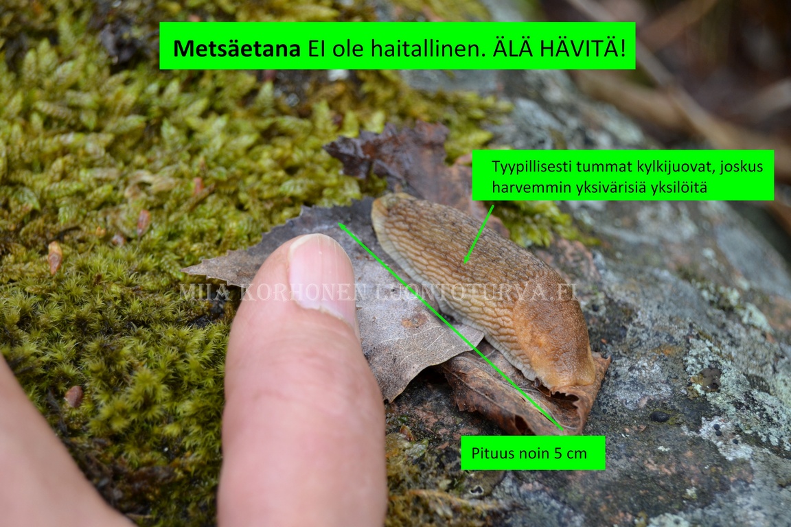 1067_tunnista_metsaetana_joka_ei_ole_haitallinen_Miia_Korhonen_Luontoturva.fi.JPG