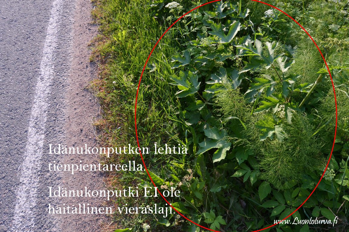 1072_idanukonputki_ei_ole_haitallinen_vieraslaji_Miia_Korhonen_Luontoturva.fi.JPG
