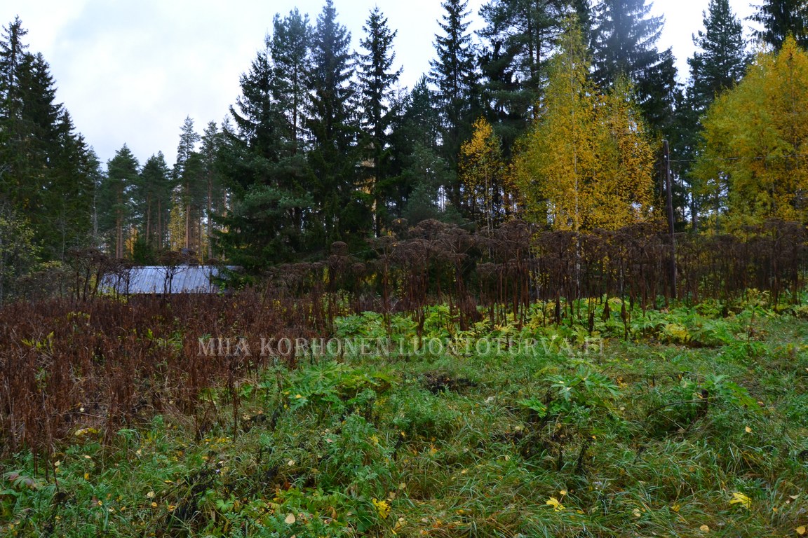 1160_jattiputki_leviaa_isoille_alueille_Miia_Korhonen_Luontoturva.fi.JPG