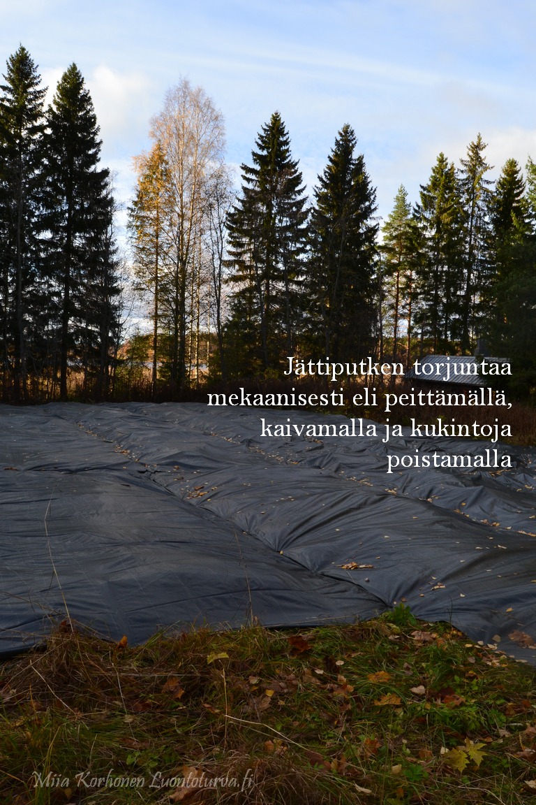 1161_jattiputken_torjuntaa_peittamalla_kaivamalla_Miia_Korhonen_Luontoturva.fi.JPG
