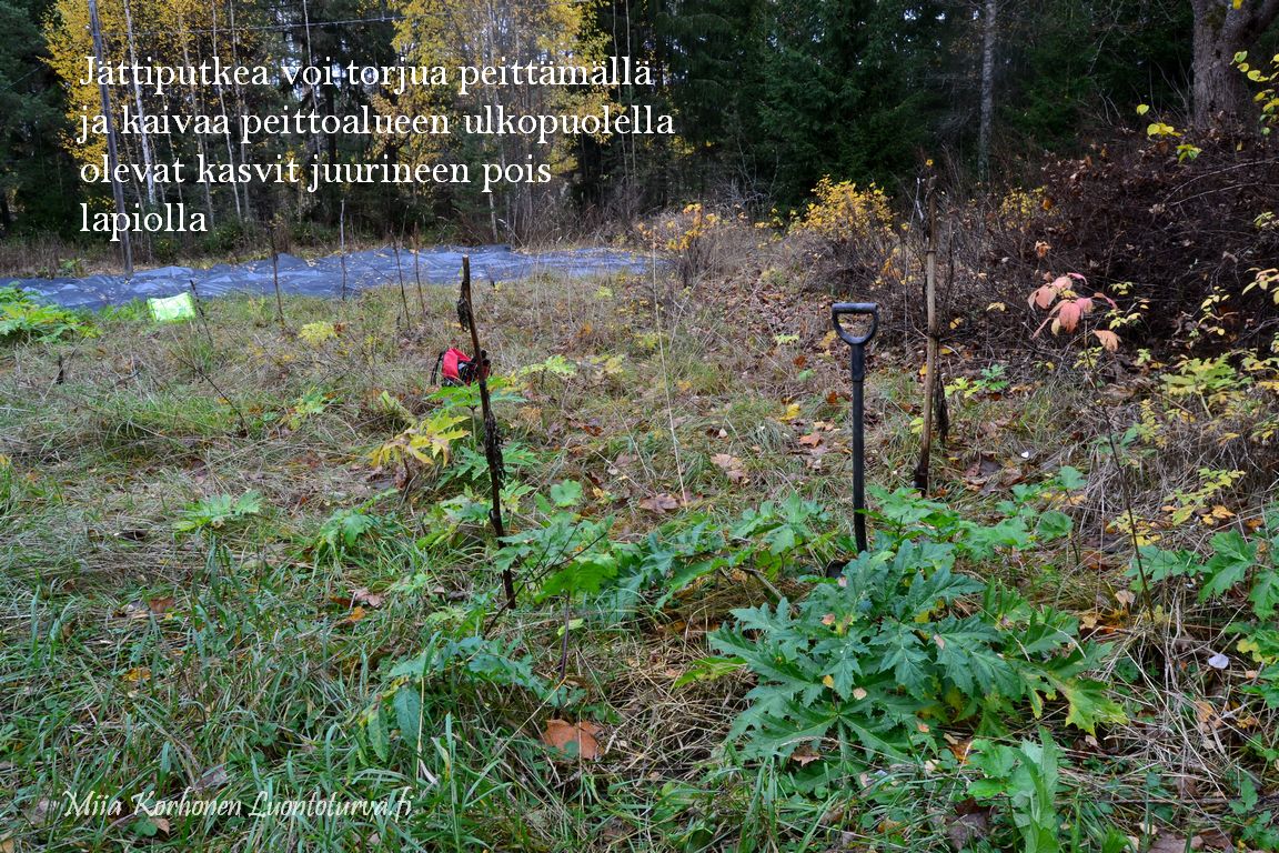 1162_jattiputken_torjuntaa_Miia_Korhonen_Luontoturva.fi.JPG