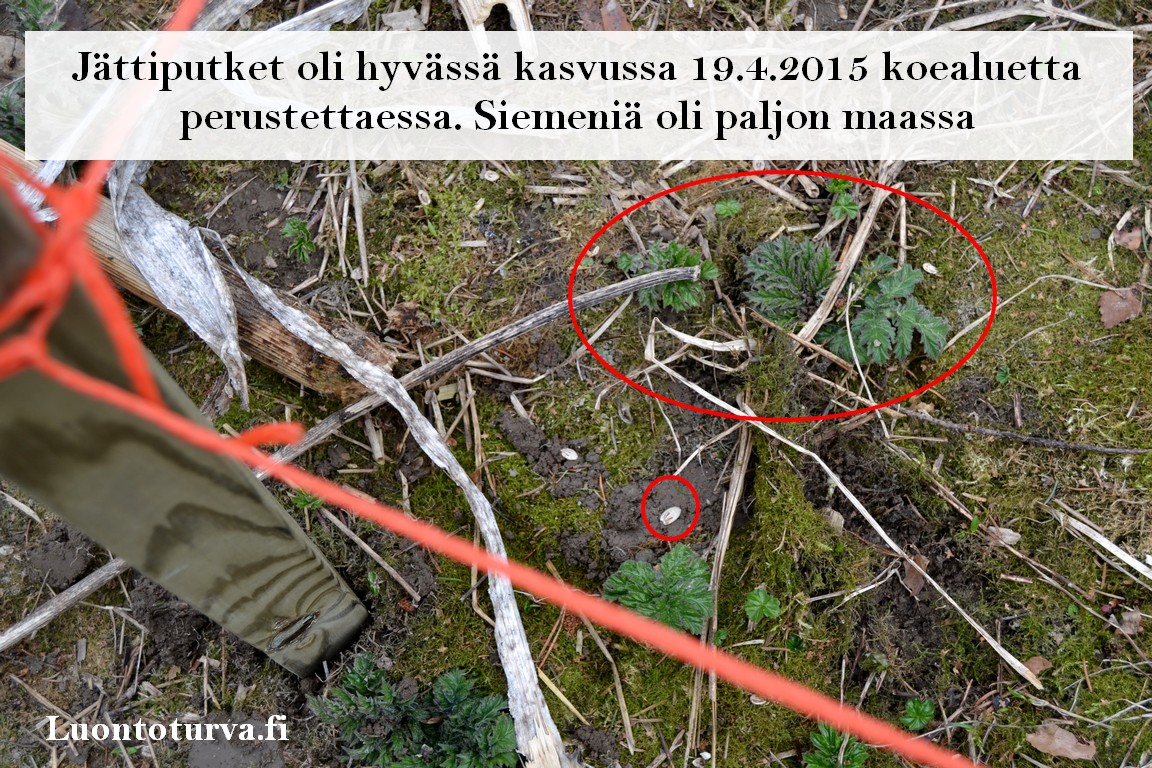 19.4.2015_Koealueen_perustaminen_jattiputket_Miia_Korhonen_Luontoturva.fi.JPG