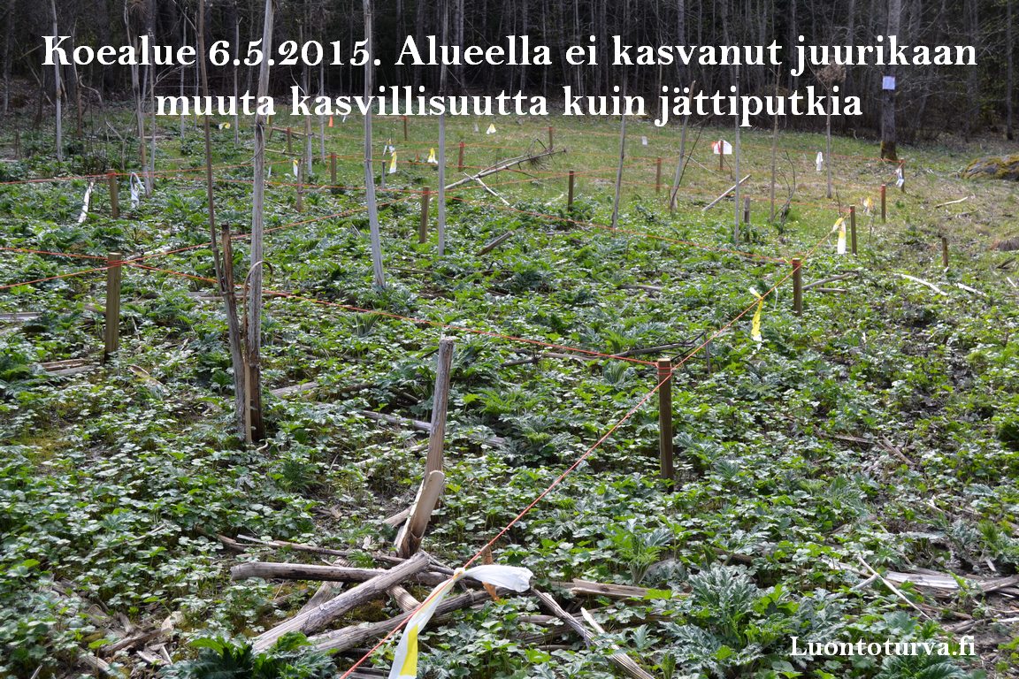 2015_koealueella_ei_kasvanut_muuta_kuin_jattiputkia_Luontoturva.fi.JPG