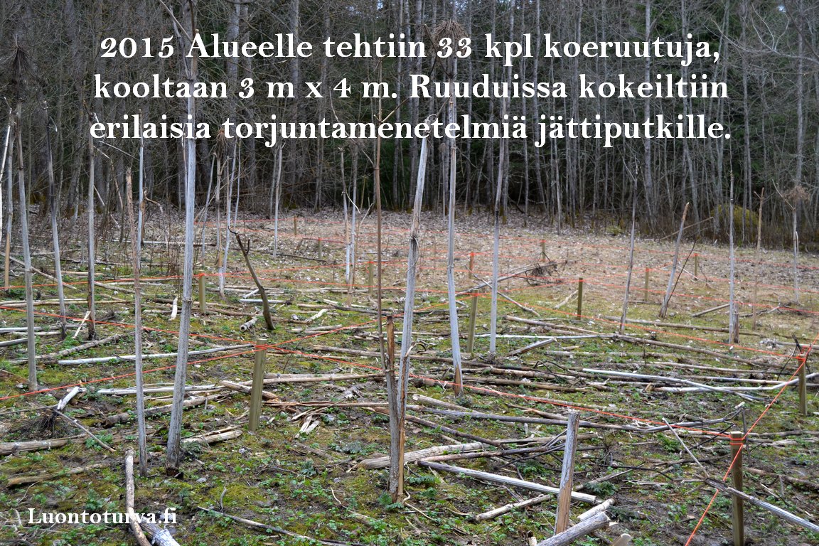 2015_koeruudutus_opinnaytetyo_jattiputket_Miia_Korhonen_Luontoturva.fi.JPG