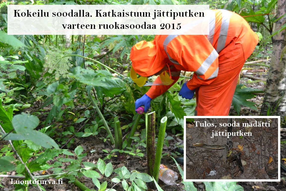 2015_soodakokeilun_tulos_Miia_Korhonen_Luontoturva.fi.JPG