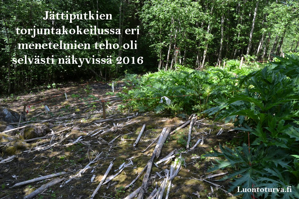2016_jattiputken_torjuntakokeilujen_tehoa_Luontoturva.fi.JPG