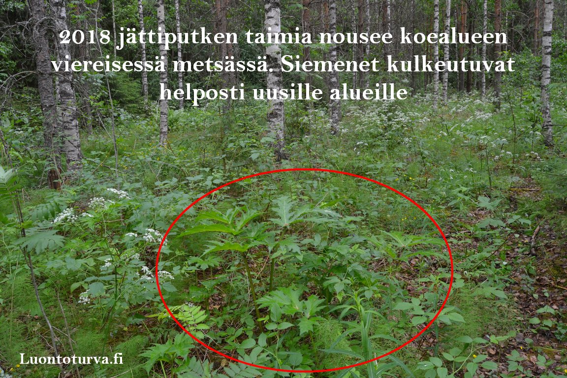 2018_jattiputken_taimia_koealueen_viereisessa_metsassa_Luontoturva.fi.JPG