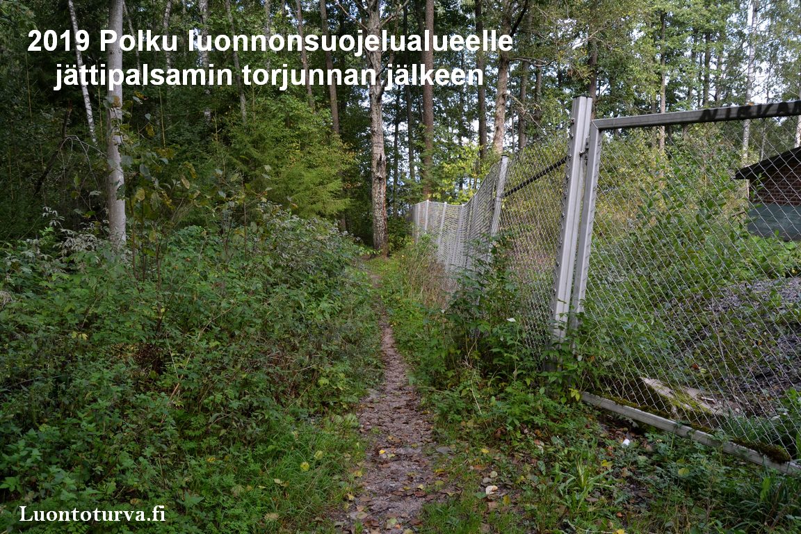 2019_alue_torjunnan_jalkeen_Lahti_Luontoturva.fi.JPG