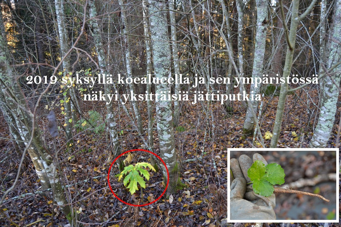 2019_syksylla_koealueella_yksittaisia_jattiputkia_Luontoturva.fi.JPG