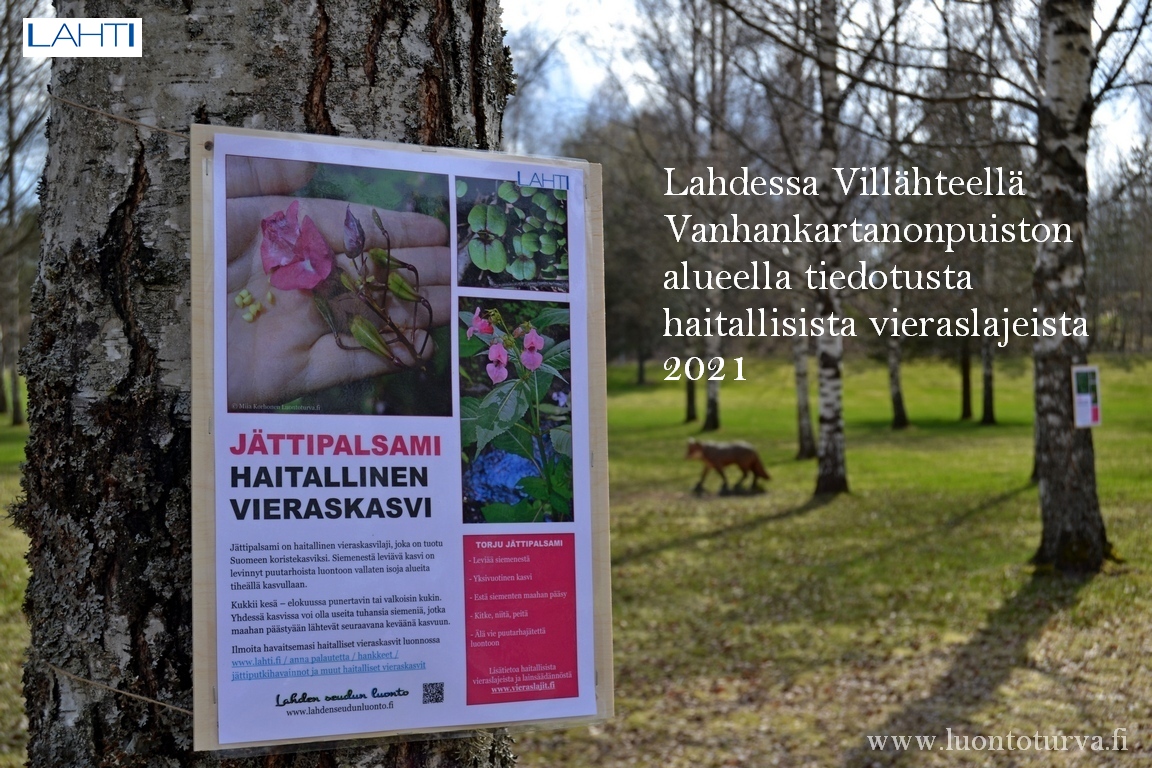 2021_Lahti_Villahde_tiedotusta_haitallisista_vieraslajeista_luontoturva.fi.JPG
