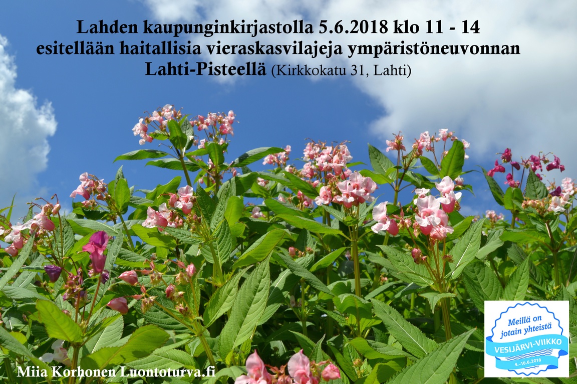 5.6.2018_Lahden_kaupunginkirjastolla_haitallisia_vieraskasvilajeja_Luontoturva.fi.JPG
