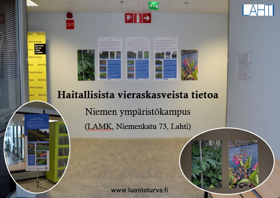 Haitallisista_vieraskasveista_tietoa_LAMK_Luontoturva.fi.jpg