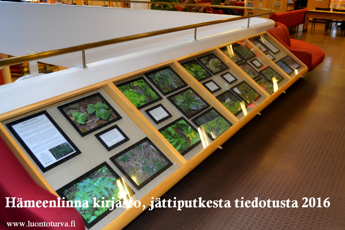 Hameenlinnan_kirjasto_jattiputkesta_tiedotusta_2016_Luontoturva.fi.JPG
