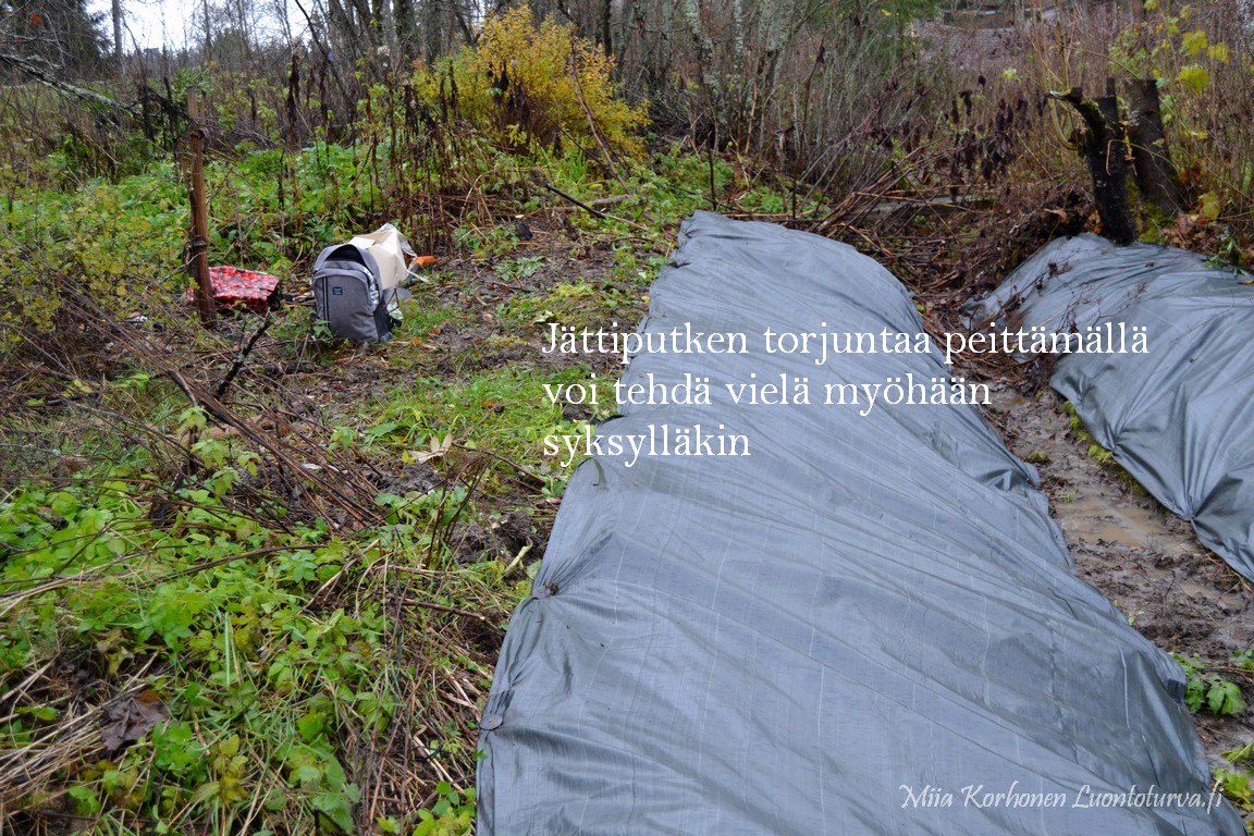 Jattiputken_peittamista_myohaan_syksylla_Miia_Korhonen_Luontoturva.fi.JPG