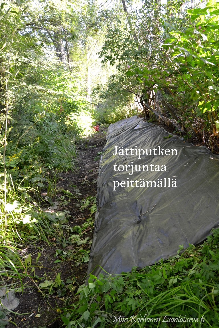 Jattiputken_torjuntaa_peittamalla_Miia_Korhonen_Luontoturva.fi.JPG