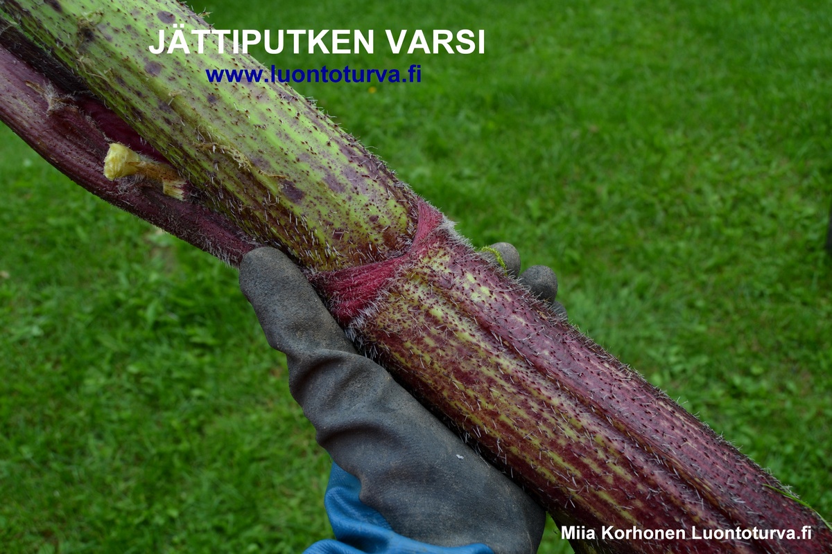 Jattiputken_varsi_luontoturva.fi._JPG.JPG