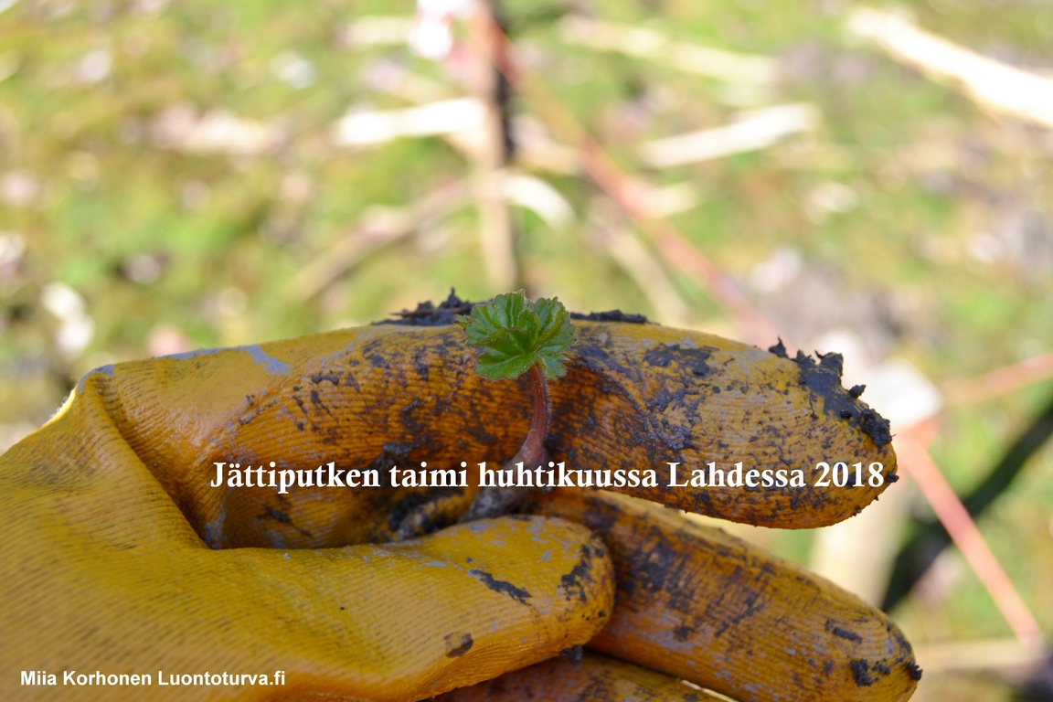 Jattiputki_2018_Miia_Korhonen_Luontoturva.fi.JPG