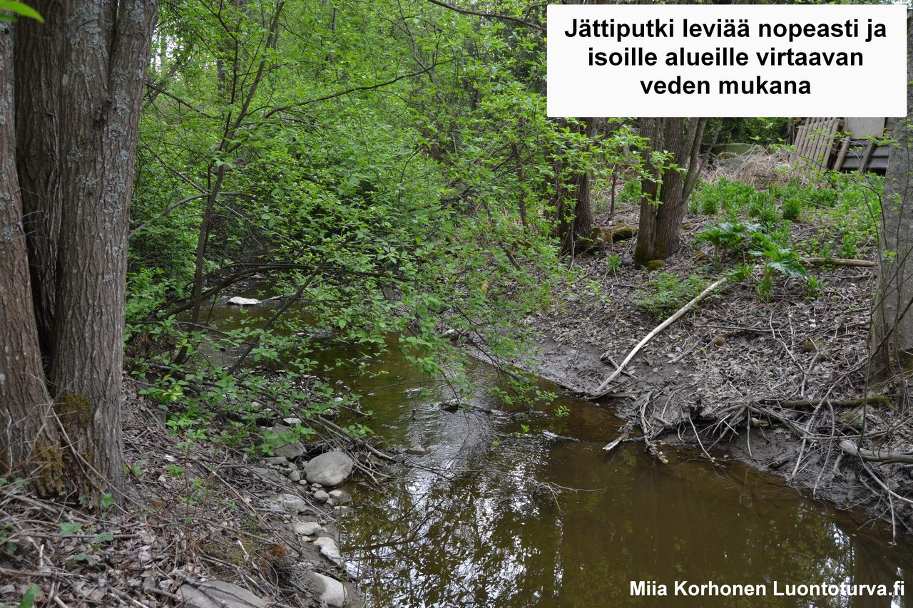 Jattiputki_leviaa_virtaavan_veden_mukana_Luontoturva.fi_.JPG