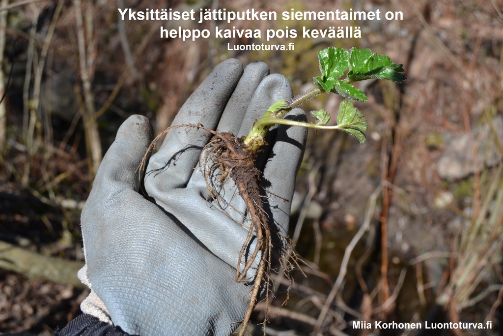 Kaiva_jattiputken_taimet_pois_heti_kevaalla_Luontoturva.fi.JPG