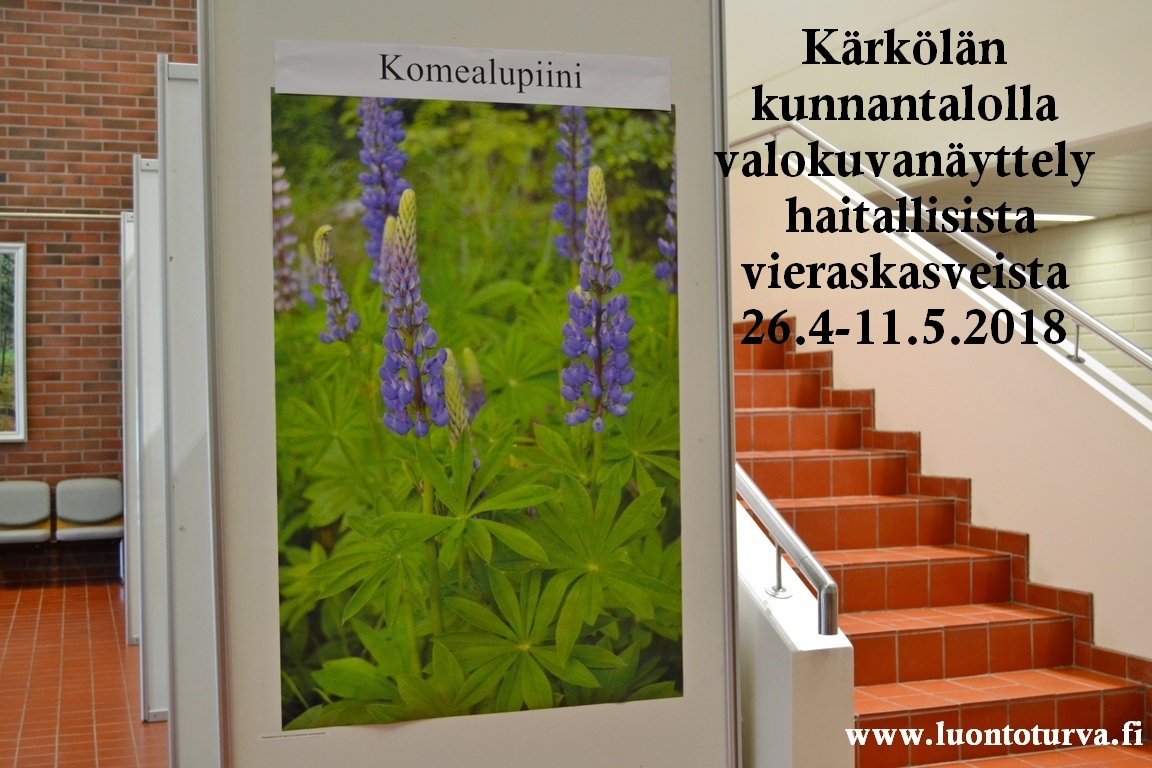 Karkolan_kunnantalolla_kuvia_haitallisista_vieraskasveista_26.4_-_11.5.2018_Luontoturva.fi.JPG