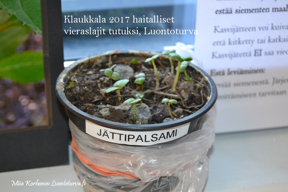 Klaukkala_2017_vieraslajit_tutuksi_Miia_Korhonen_Luontoturva.fi.JPG