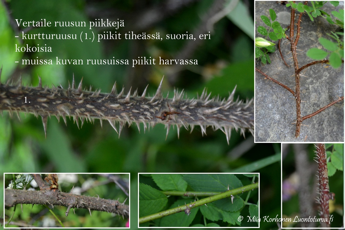 Kurtturuusu_vertaile_ruusujen_piikkeja_Miia_Korhonen_Luontoturva.fi.JPG