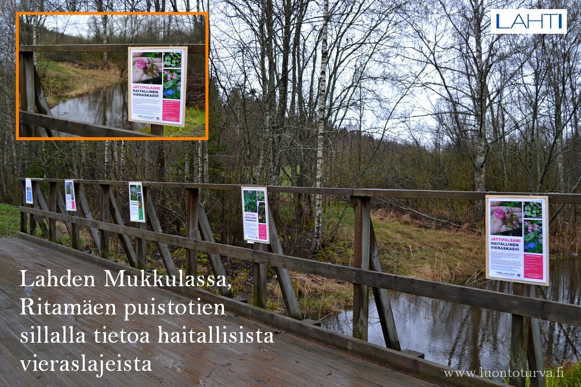 Lahden_Mukkulassa_tietoa_haitallisista_vieraslajeista_Luontoturva.fi.JPG