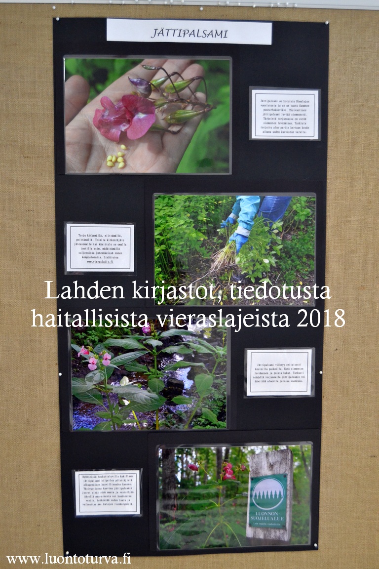 Lahden_kirjastoissa_tiedotusta_haitallisista_vieraslajeista_2018_Luontoturva.fi.JPG