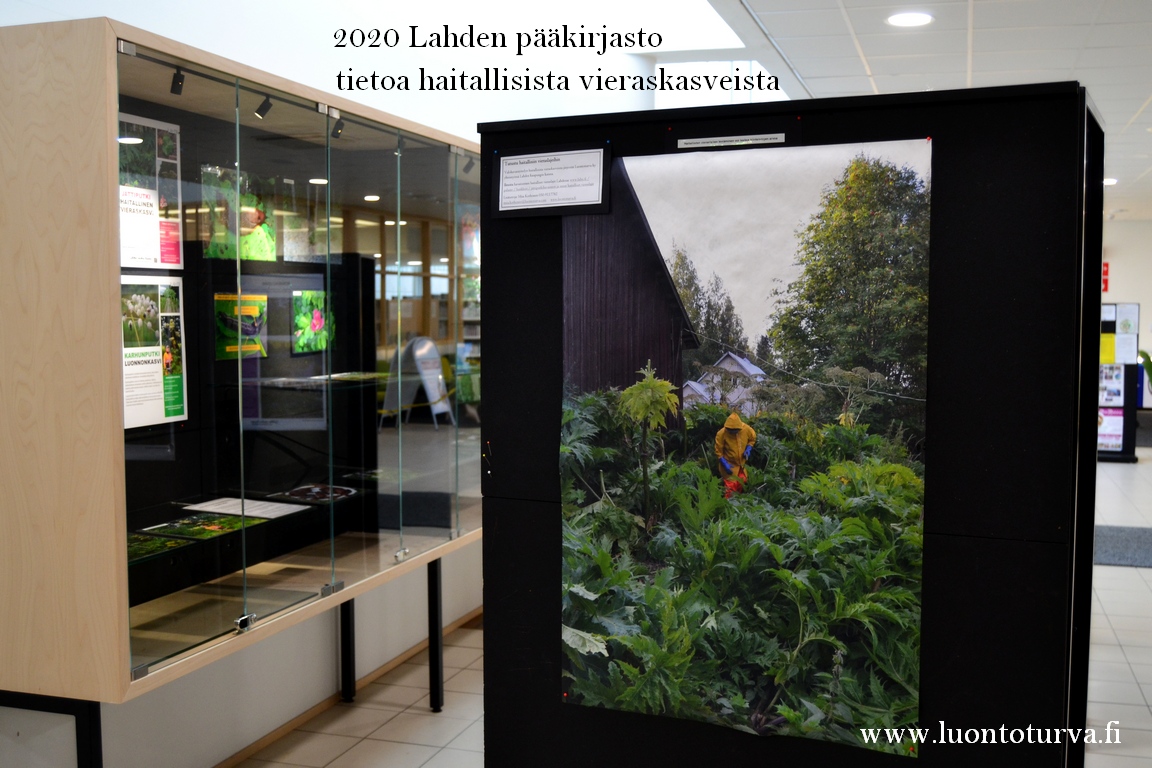 Lahden_paakirjasto_2020_valokuvat_haitalliset_vieraslajit_luontoturva.fi.JPG