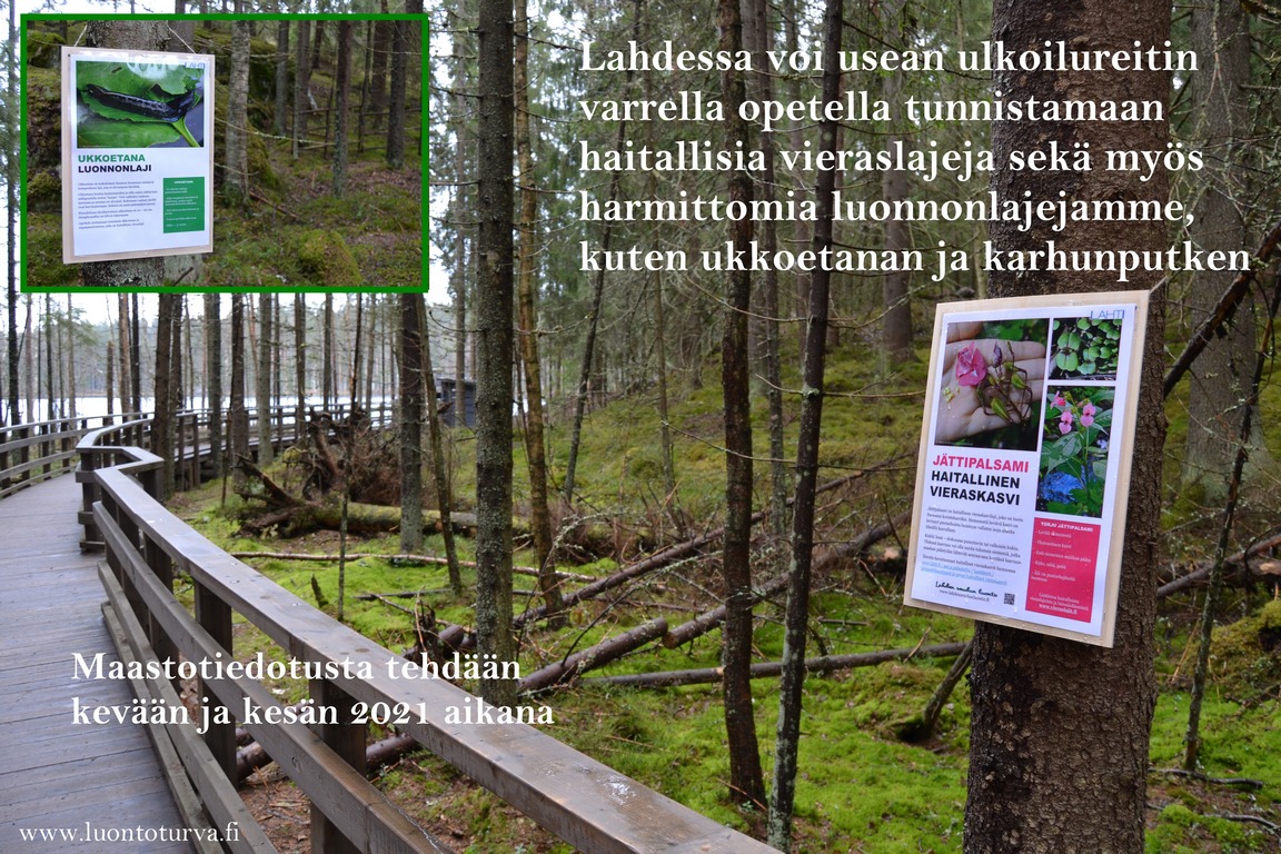 Lahdessa_maastotiedotusta_haitallisista_vieraskasveista_Miia_Korhonen_Luontoturva.fi.JPG