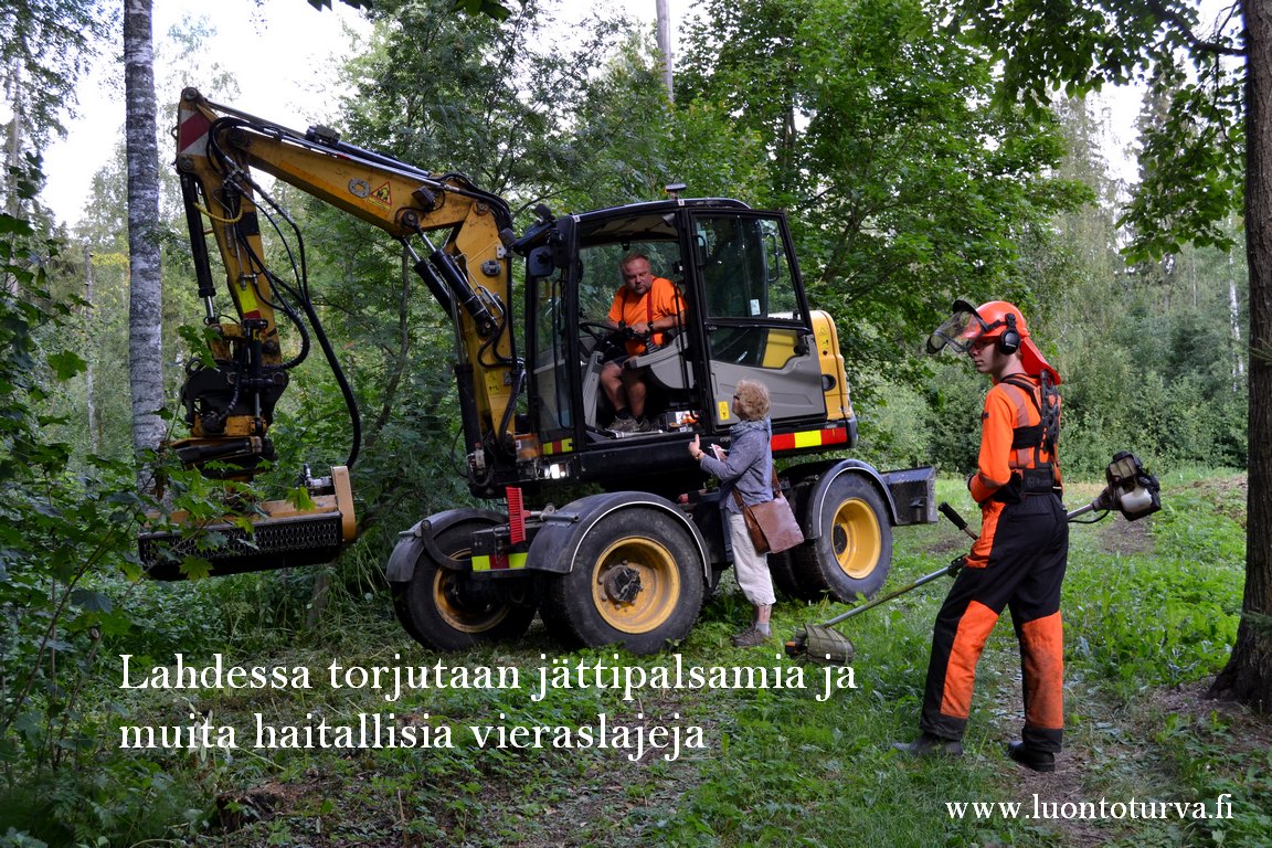 Lahdessa_torjutaan_jattipalsamia_ja_muita_haitallisia_vieraslajeja_www.luontoturva.fi.JPG