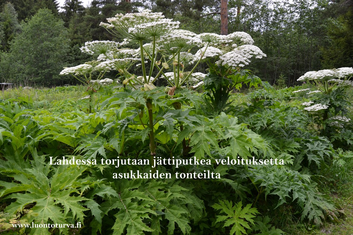 Lahdessa_torjutaan_jattiputkia_veloituksetta_asukkaiden_tonteilta_Luontoturva.fi.JPG