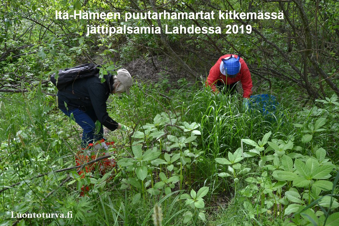Lahti_Ita-Hameen_puutarhamartat_kitkemassa__jattipalsamia_2019_Luontoturva.fi.JPG