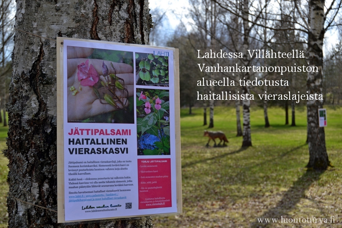 Lahti_Villahde_tiedotusta_haitallisista_vieraslajeista_luontoturva.fi.JPG