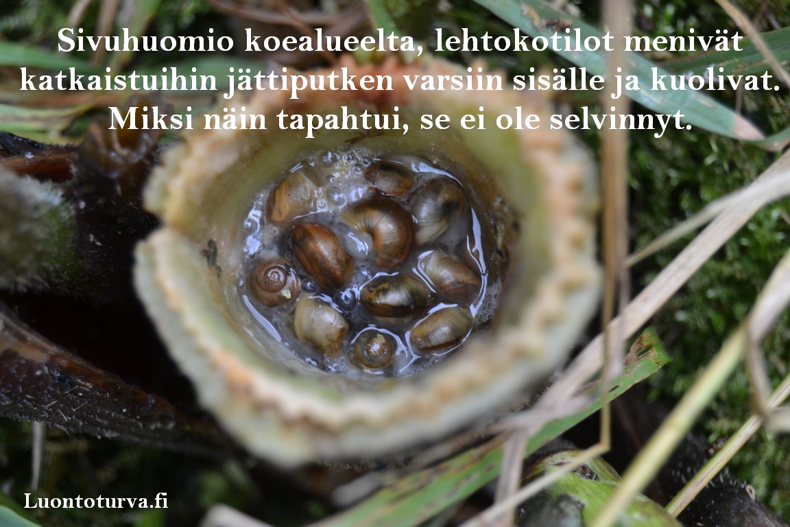 Lehtokotilo_ja_Jattiputkien_koealueen_huomio_lehtokotiloista_Miia_Korhonen_Luontoturva.fi.JPG