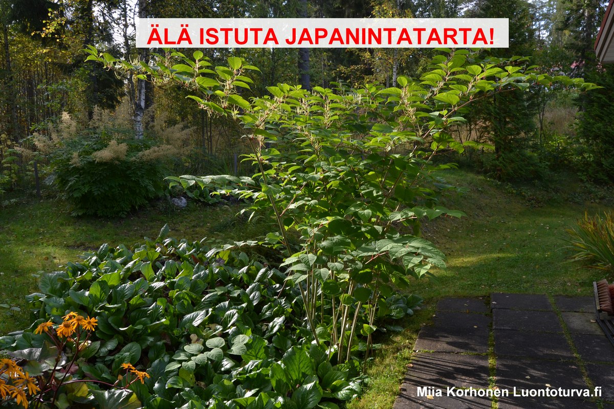 Luontoturva.fi_ala_istuta_japanintatarta.JPG