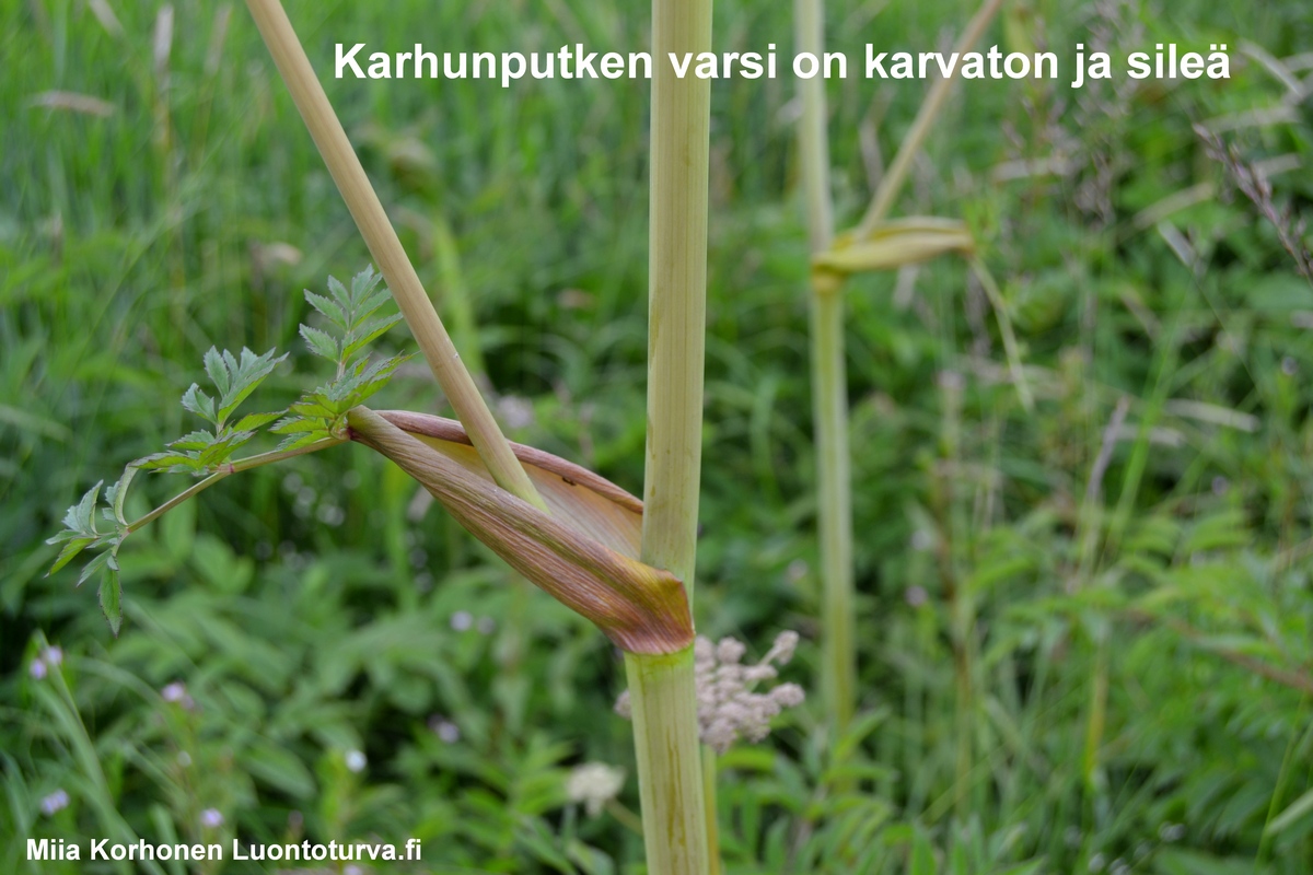 Luontoturva.fi_karhunputken_varsi_on_karvaton_ja_sileaJPG.JPG