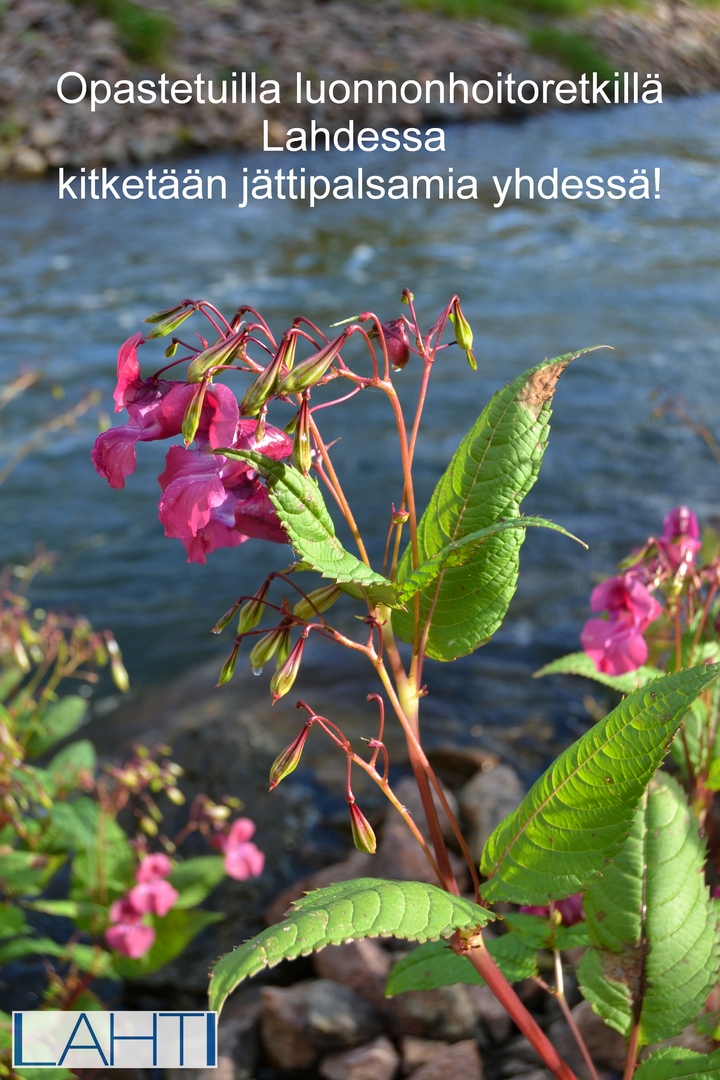 Luontoturva.fi_opastetut_luonnonhoitoretket_Lahdessa_2017.JPG